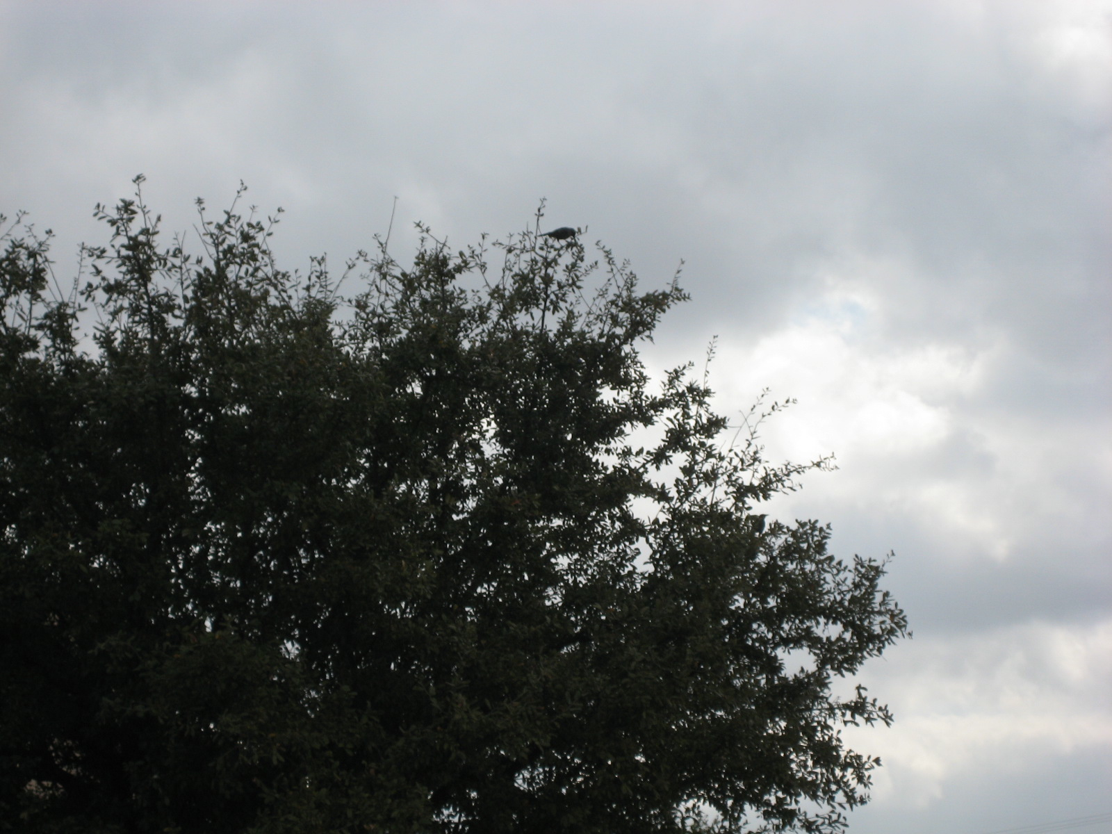 Birds!